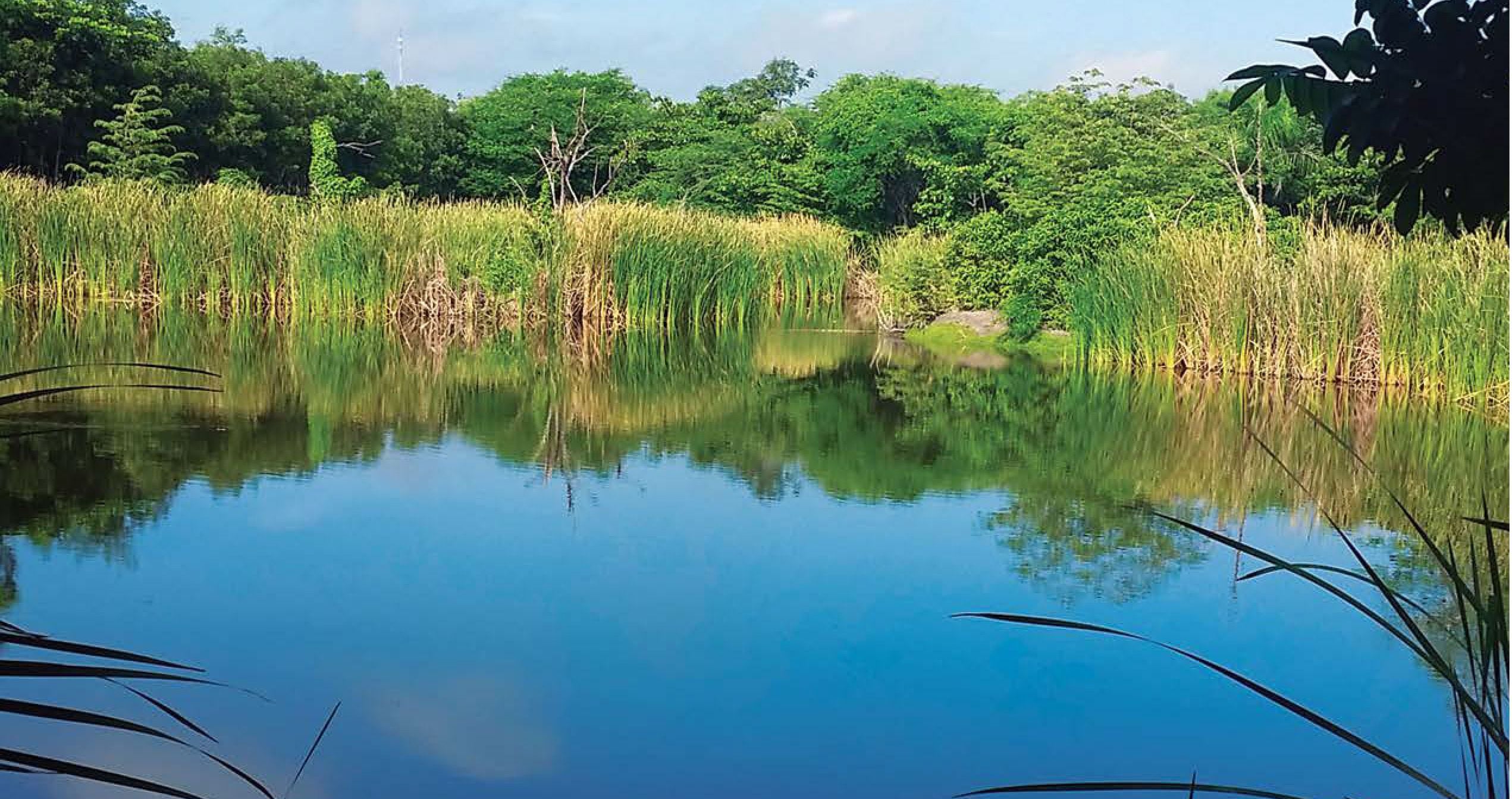 Humedales de Laguna Prieta