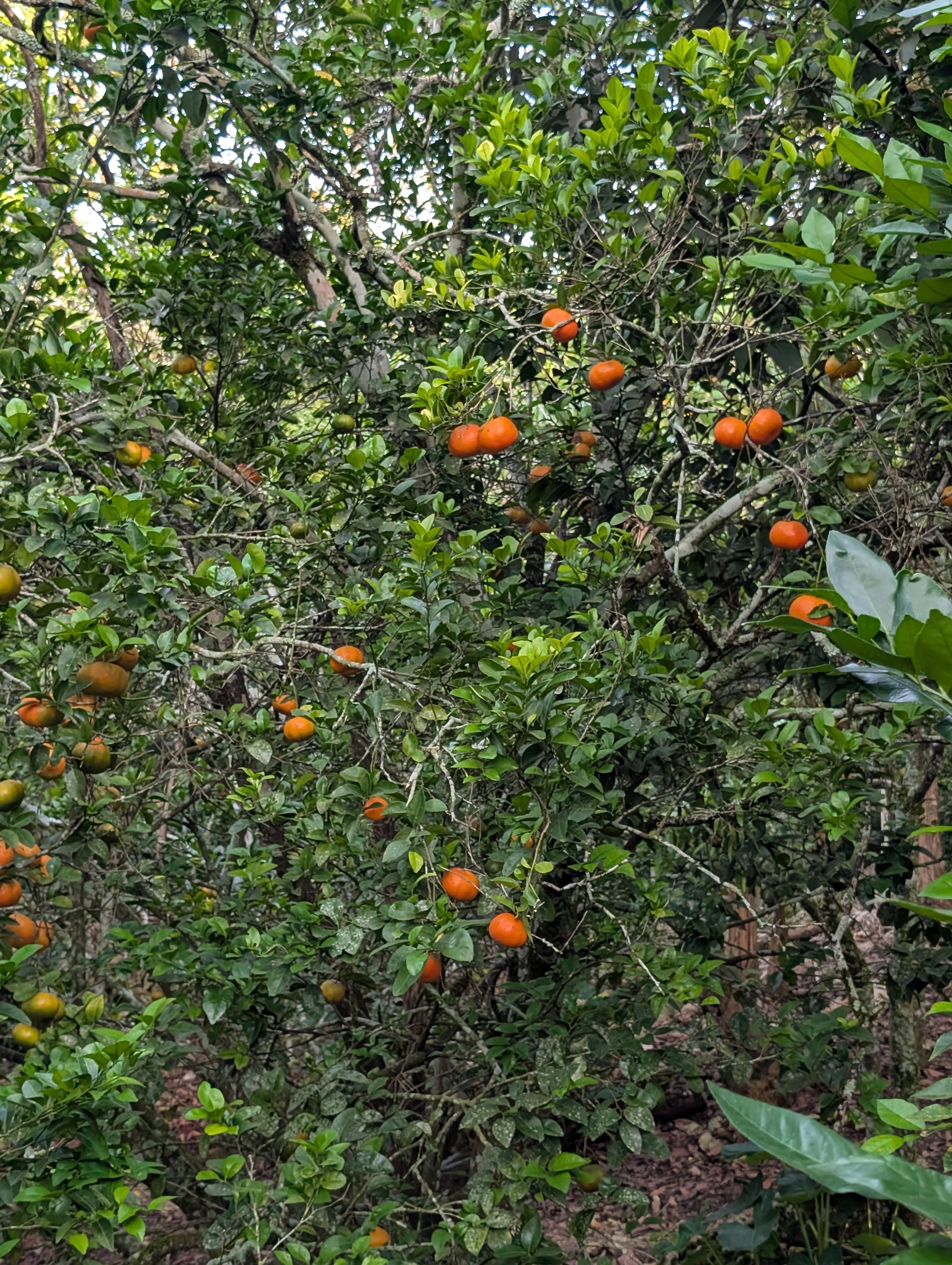 Ruta de las mandarinas