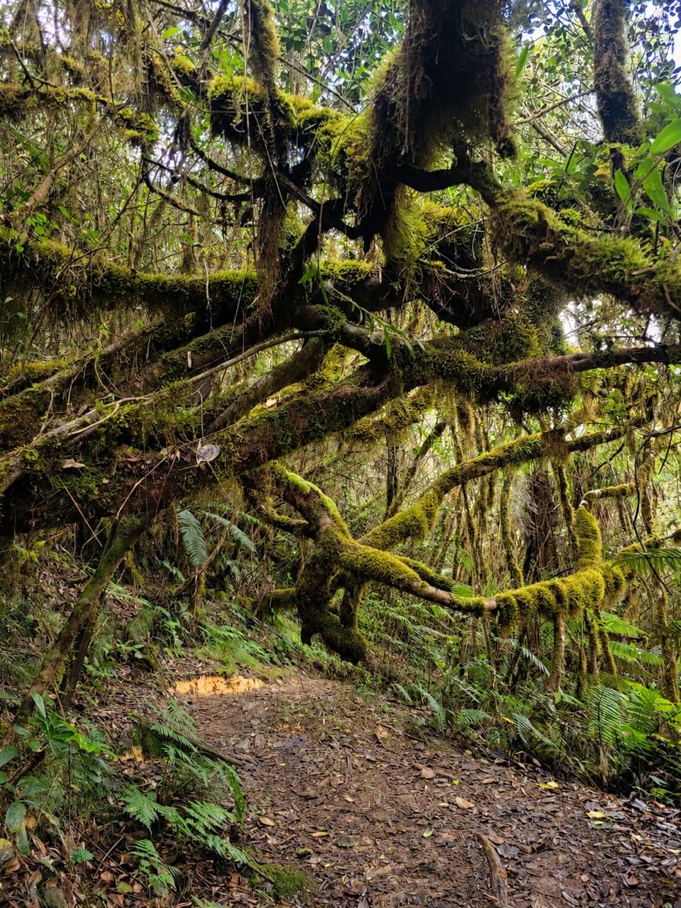 Sendero Baño de Nubes